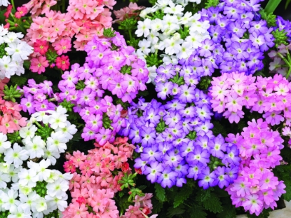 Picture of Verbena - Tuscany Pastel Shades